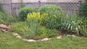 Blooming yellow mystery flower