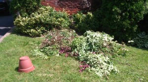 Brush pile - mid-pruning