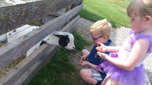 Feeding goats