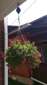 Hanging plant