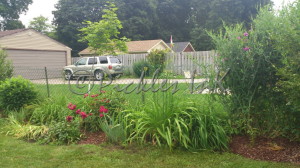 Pruned, roses and sweet peas in bloom